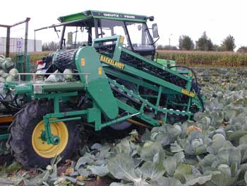 image of Mangnus Cabbage Harvesters